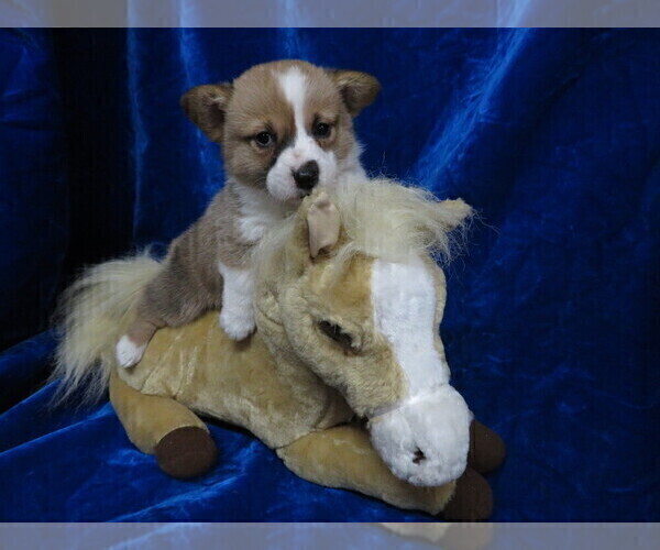 Medium Photo #3 Pembroke Welsh Corgi Puppy For Sale in NORWOOD, MO, USA