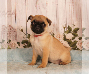 Pug Puppy for sale in PENNS CREEK, PA, USA