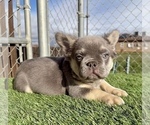 Small #8 French Bulldog
