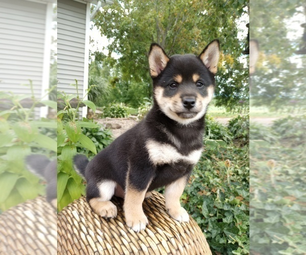 Medium Photo #1 Shiba Inu Puppy For Sale in DUNDEE, NY, USA