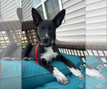 Small #5 white german shepherd Mix