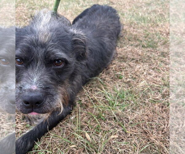 Medium Photo #4 Mutt Puppy For Sale in Bedford, VA, USA