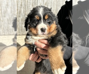 Bernese Mountain Dog Puppy for sale in WITHEE, WI, USA