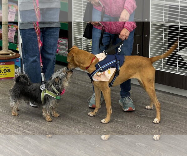 Medium Photo #9 German Shepherd Dog-Greyhound Mix Puppy For Sale in Rootstown, OH, USA