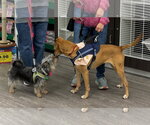 Small #8 German Shepherd Dog-Greyhound Mix