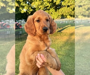 Golden Irish Puppy for sale in CARO, MI, USA