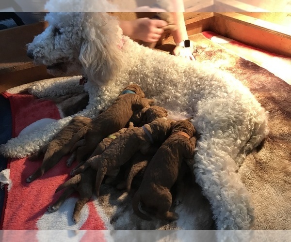 Medium Photo #1 Poodle (Standard) Puppy For Sale in LOWVILLE, NY, USA
