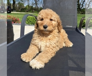 Goldendoodle Puppy for sale in FRANKLIN, IN, USA