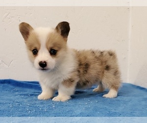 Pembroke Welsh Corgi Puppy for sale in CLARK, MO, USA