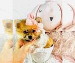 Small #7 Pomeranian