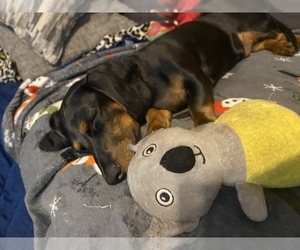 Dachshund Puppy for sale in CHAMPIONS GATE, FL, USA