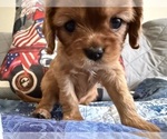 Small #3 Cavalier King Charles Spaniel