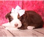 Small Photo #2 Australian Shepherd Puppy For Sale in RICHLAND, MO, USA