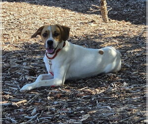 Jacques - Male Beagle-Unknown Mix Dog for Adoption - Photo #8