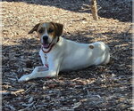 Small Photo #8 Beagle-Unknown Mix Puppy For Sale in Las Vegas, NV, USA