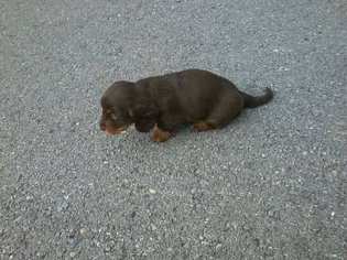 Dachshund Puppy for sale in SELINSGROVE, PA, USA