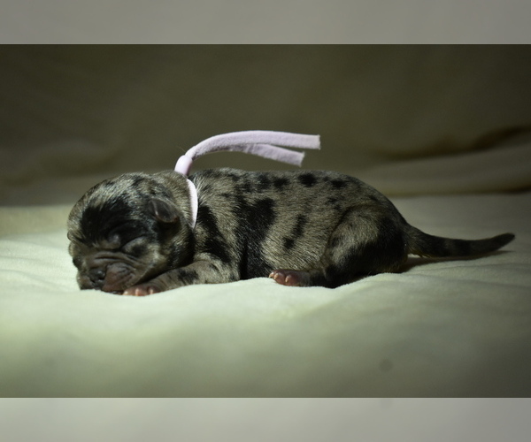 Medium Photo #3 Pug Puppy For Sale in PALM COAST, FL, USA