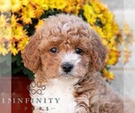 Lynn - Male Poodle (Miniature) Puppy for Sale - Photo #4