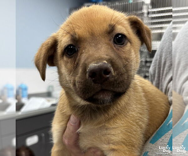 Medium Photo #2 Mutt Puppy For Sale in Washington, DC, USA