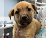 Small #1 Mutt
