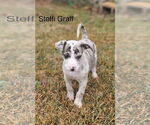 Small Catahoula Leopard Dog Mix