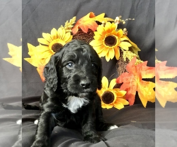 Medium Photo #10 Goldendoodle-Poodle (Miniature) Mix Puppy For Sale in VACAVILLE, CA, USA