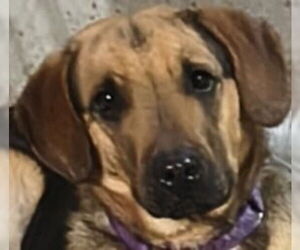 Ma Dawgs : Max - Male German Shepherd Dog-Unknown Mix Dog for Adoption - Photo #3