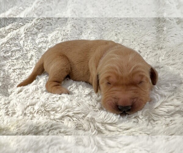 Medium Photo #3 Golden Retriever Puppy For Sale in COEUR D ALENE, ID, USA