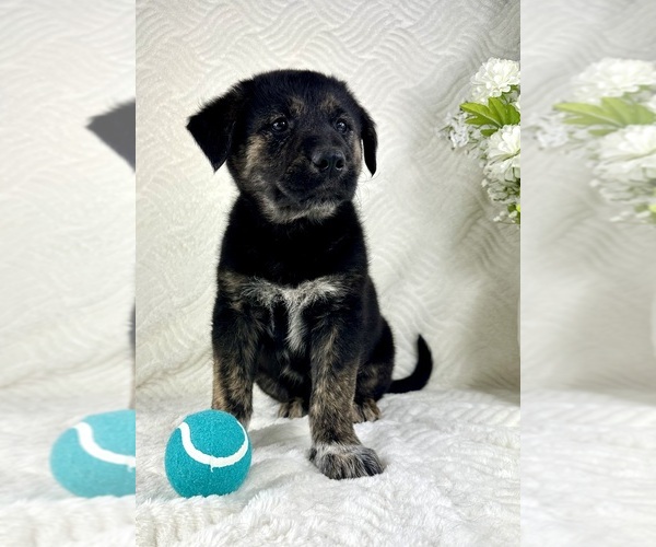 Medium Photo #3 Golden Shepherd Puppy For Sale in GREENFIELD, IN, USA