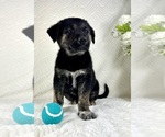 Small #2 Golden Shepherd