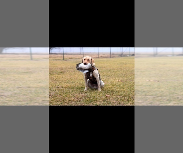 Medium Photo #1 Labrador Retriever Puppy For Sale in CASSVILLE, MO, USA
