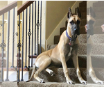 Small Photo #1 Great Dane Puppy For Sale in NEDERLAND, TX, USA