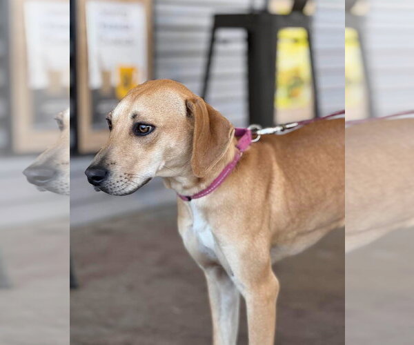 Medium Photo #11 Labrador Retriever-Unknown Mix Puppy For Sale in Fort Worth, TX, USA