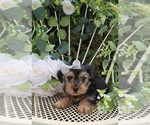 Small #1 Yorkshire Terrier