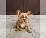 Small #10 French Bulldog