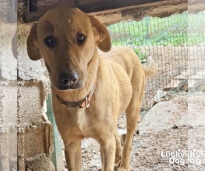 Labrador Retriever-Unknown Mix Dogs for adoption in Washington, DC, USA