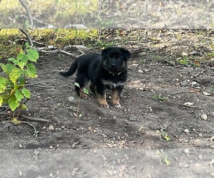 German Shepherd Dog Puppy for Sale in RUSO, North Dakota USA