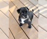Small American Staffordshire Terrier Mix
