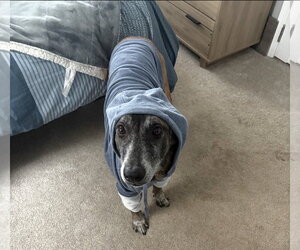 Mutt Dogs for adoption in Stevens Point, WI, USA