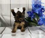 Small #10 Yorkshire Terrier