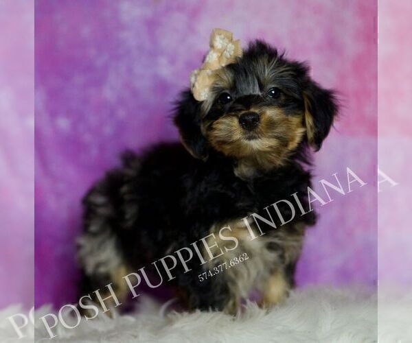 Medium Photo #22 Yorkipoo Puppy For Sale in WARSAW, IN, USA