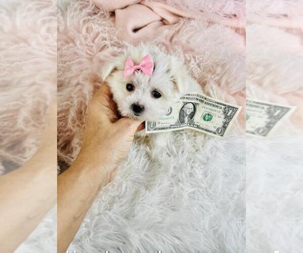 Medium Photo #8 Maltese Puppy For Sale in JACKSONVILLE, FL, USA