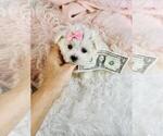 Small #7 Maltese