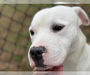 Mutt Dogs for adoption in Tulsa, OK, USA