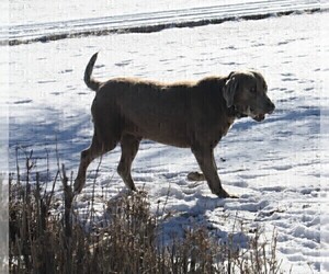 Father of the Labrador Retriever puppies born on 06/19/2025