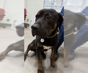 Rottweiler Dogs for adoption in Forestville, MD, USA