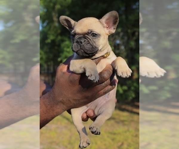 Medium Photo #1 French Bulldog Puppy For Sale in TAMPA, FL, USA