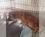 Small Photo #4 Bogle Puppy For Sale in Aurora, IN, USA