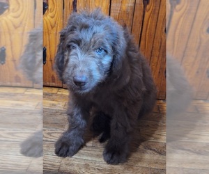 Newfypoo Puppy for sale in POPLAR BLUFF, MO, USA