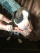 Small Photo #3 Boxer Puppy For Sale in ELKHART, IN, USA